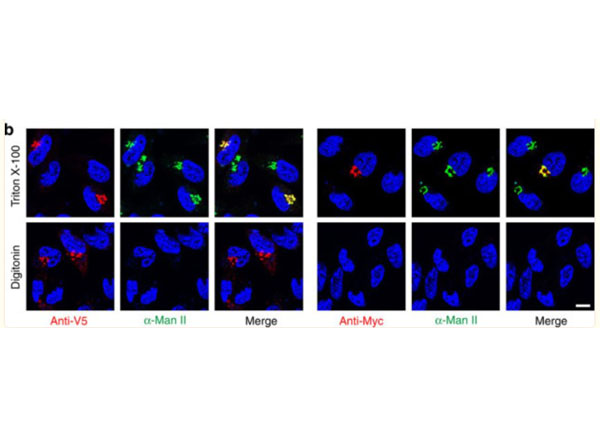 Immunofluorescence using Rabbit Anti-Mouse IgG3 DyLight™549